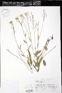 Cardamine bulbosa image