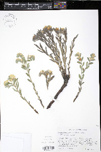 Lithospermum canescens image