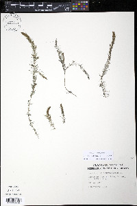 Myriophyllum alterniflorum image