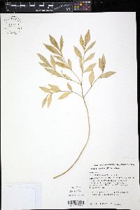 Bowenia serrulata image