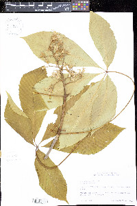 Aesculus flava image