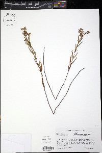 Hypericum sphaerocarpum image