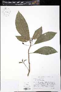 Besleria filipes image