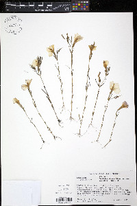 Image of Schultesia benthamiana