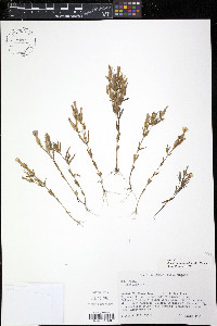 Schultesia guianensis image
