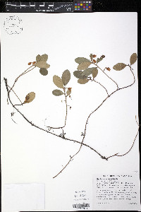 Gaultheria procumbens image