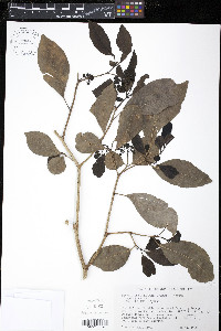 Pisonia fragrans image