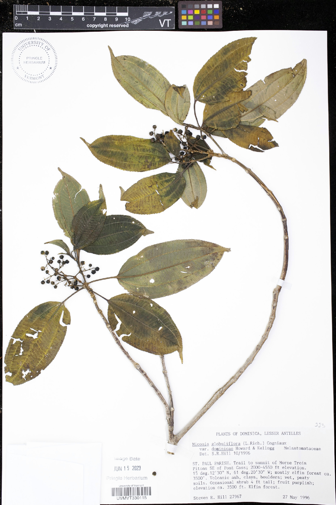 Miconia globuliflora image