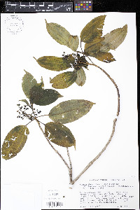 Miconia globuliflora image