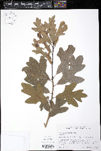 Quercus margaretta image