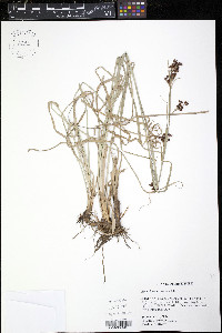 Rhynchospora caduca image