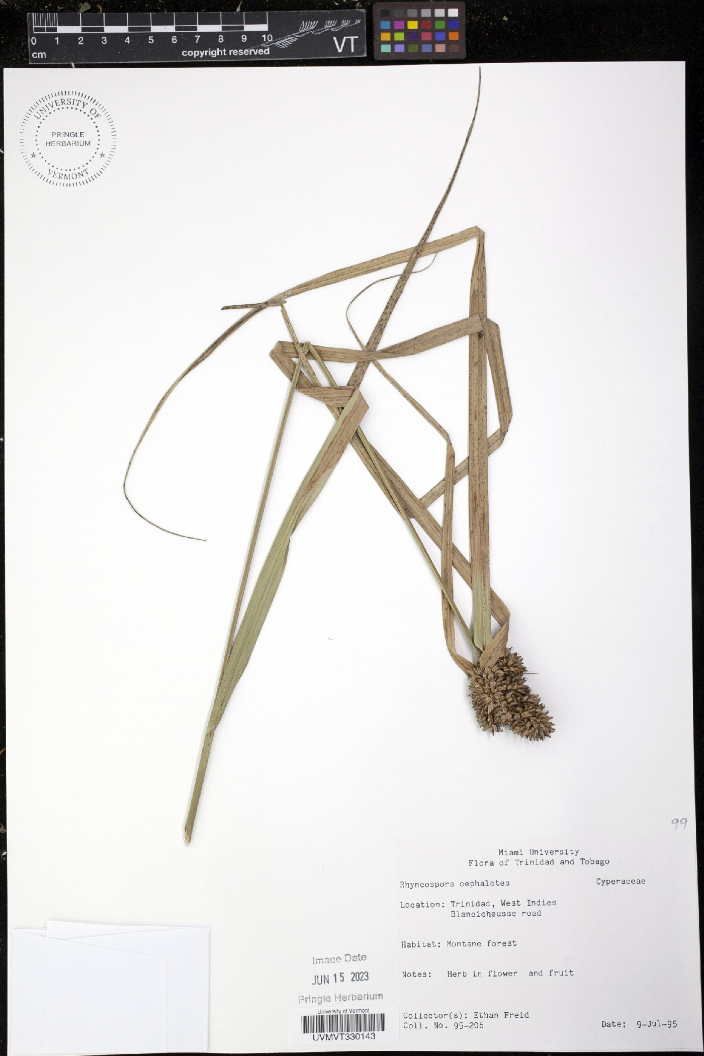 Rhynchospora cephalotes image