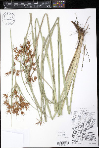 Rhynchospora corniculata image