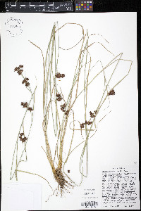 Rhynchospora glomerata image