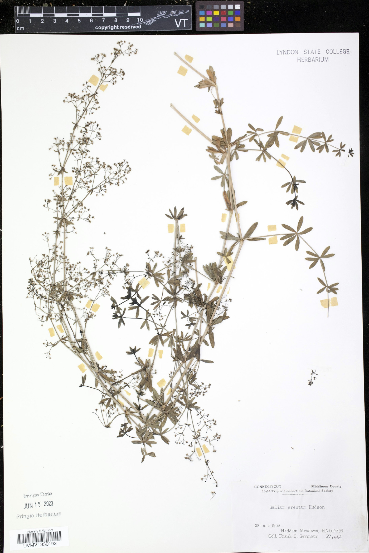 Galium erectum image