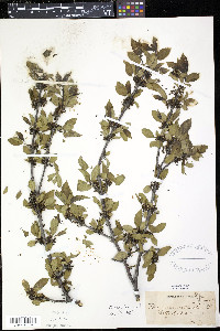 Rhamnus cathartica image