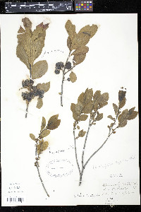 Rhamnus alnifolia image