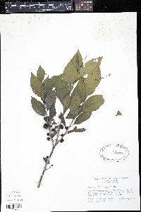 Rhamnus alnifolia image