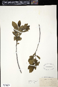 Rhamnus alnifolia image