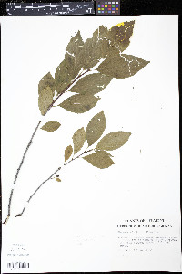 Rhamnus alnifolia image