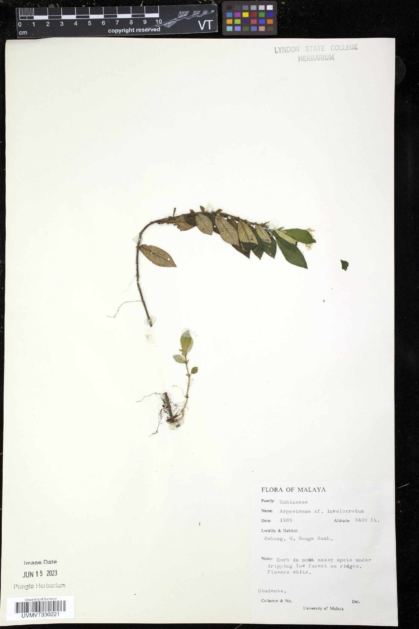 Argostemma parvifolium image