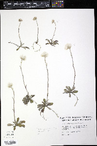 Antennaria neglecta image