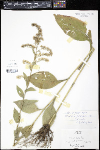 Solidago patula image