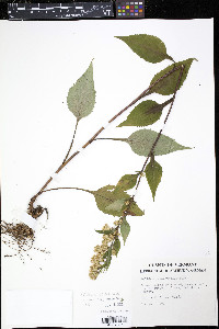 Solidago macrophylla image