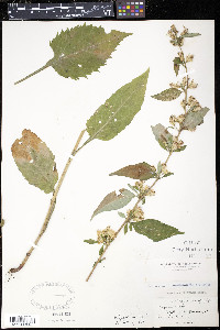 Solidago macrophylla image