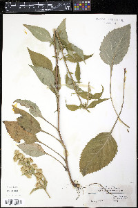 Solidago macrophylla image