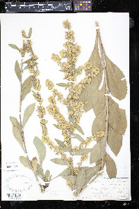 Solidago bicolor image