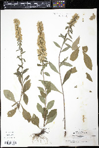 Solidago bicolor var. concolor image