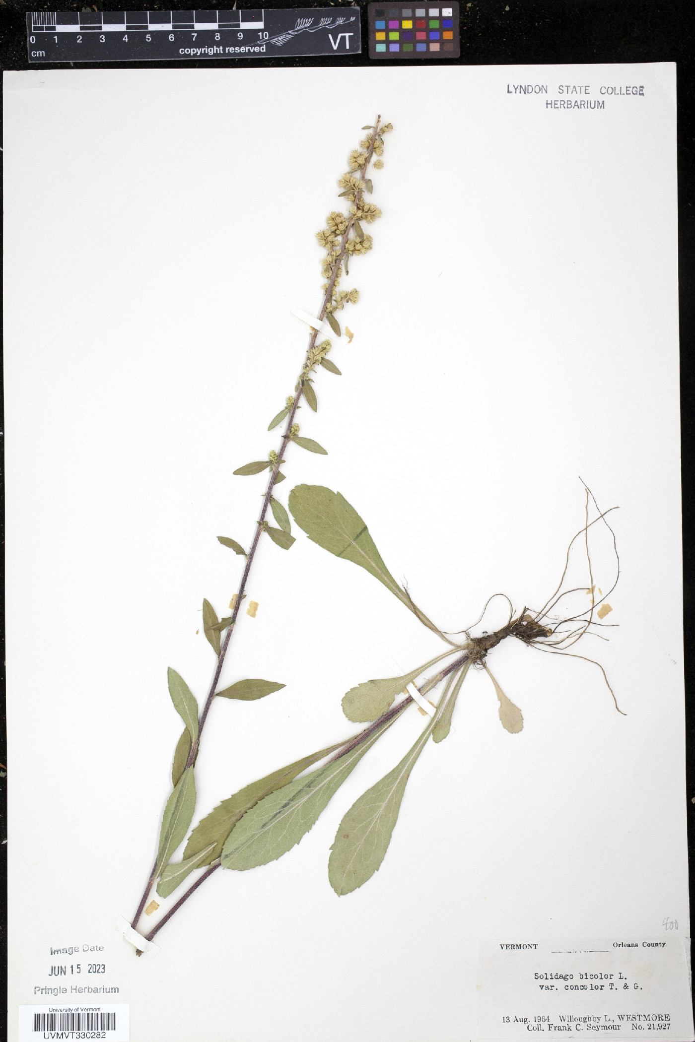 Solidago bicolor var. concolor image