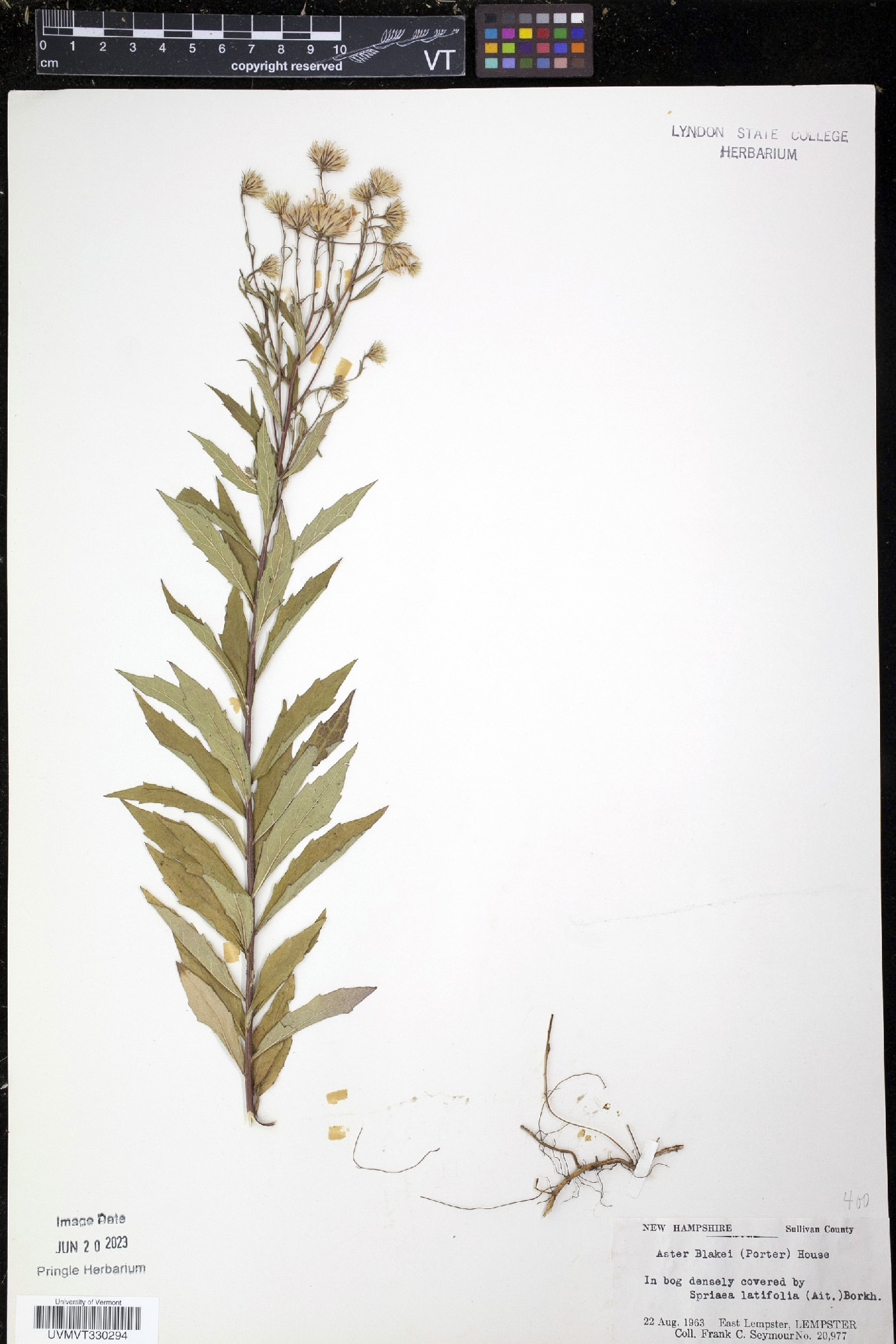 Aster blakei image