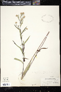 Symphyotrichum lateriflorum var. hirsuticaule image