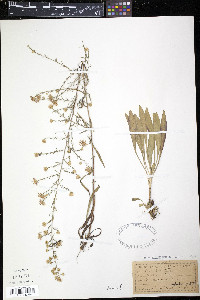 Symphyotrichum ericoides image