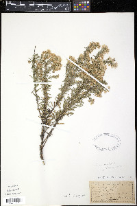 Symphyotrichum ericoides image