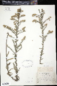 Symphyotrichum ericoides image