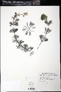 Bidens beckii image