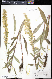 Solidago purshii image