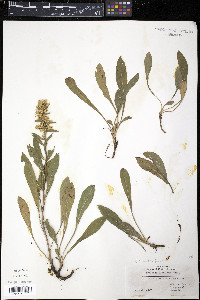 Solidago simplex image