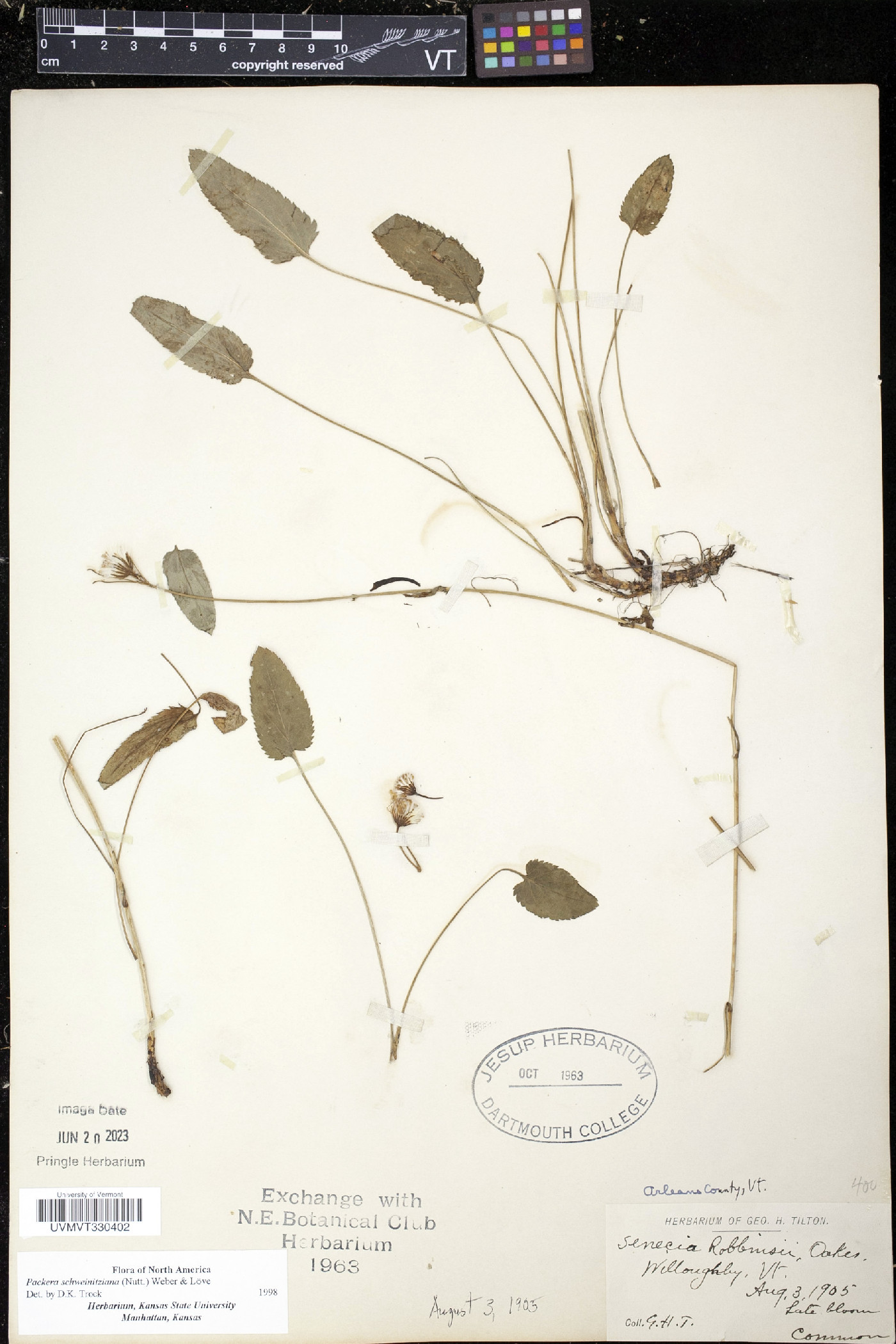 Packera schweinitziana image