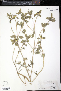 Sanvitalia procumbens image