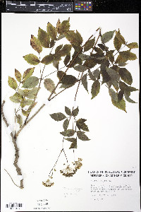 Aralia hispida image