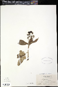 Rubus argutus image