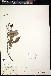 Rubus canadensis image