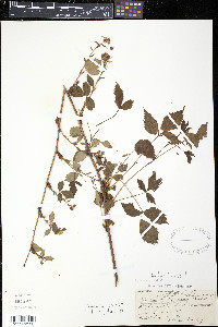 Rubus canadensis image