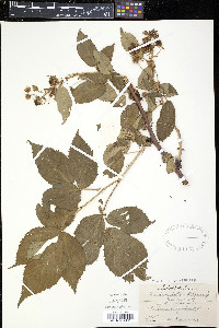 Rubus argutus image