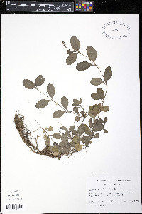 Veronica officinalis image