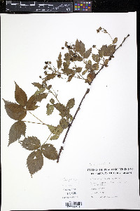 Rubus canadensis image